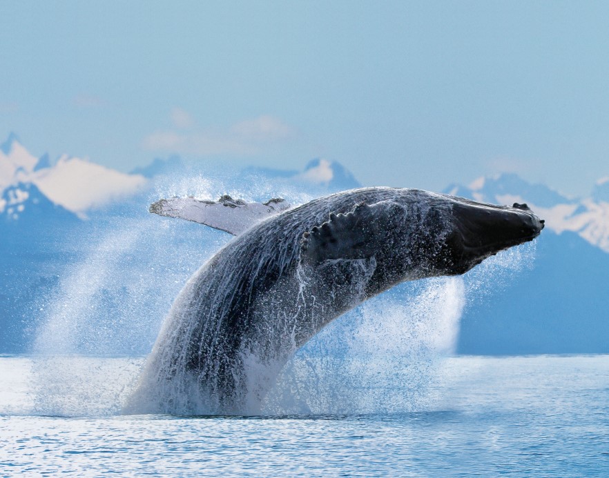 ncl Alaska Humpback RF